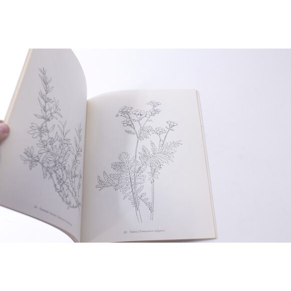 Dover, Herbs, Stefan Bernath, 1977,ring Book, Vintage, CRISP, Children's Activit - Picture 4 of 5